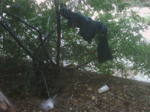 Pants in a bush at Park Santiago