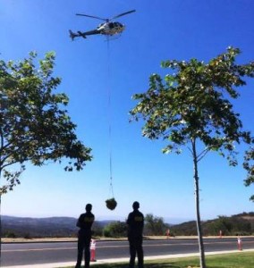 OC Sheriff hauls away marijuana