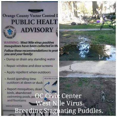 Standing water at the Santa Ana City Hall