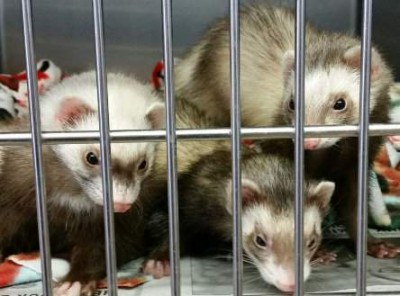 Illegal ferrets in Santa Ana