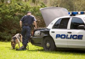 K9 on potty break